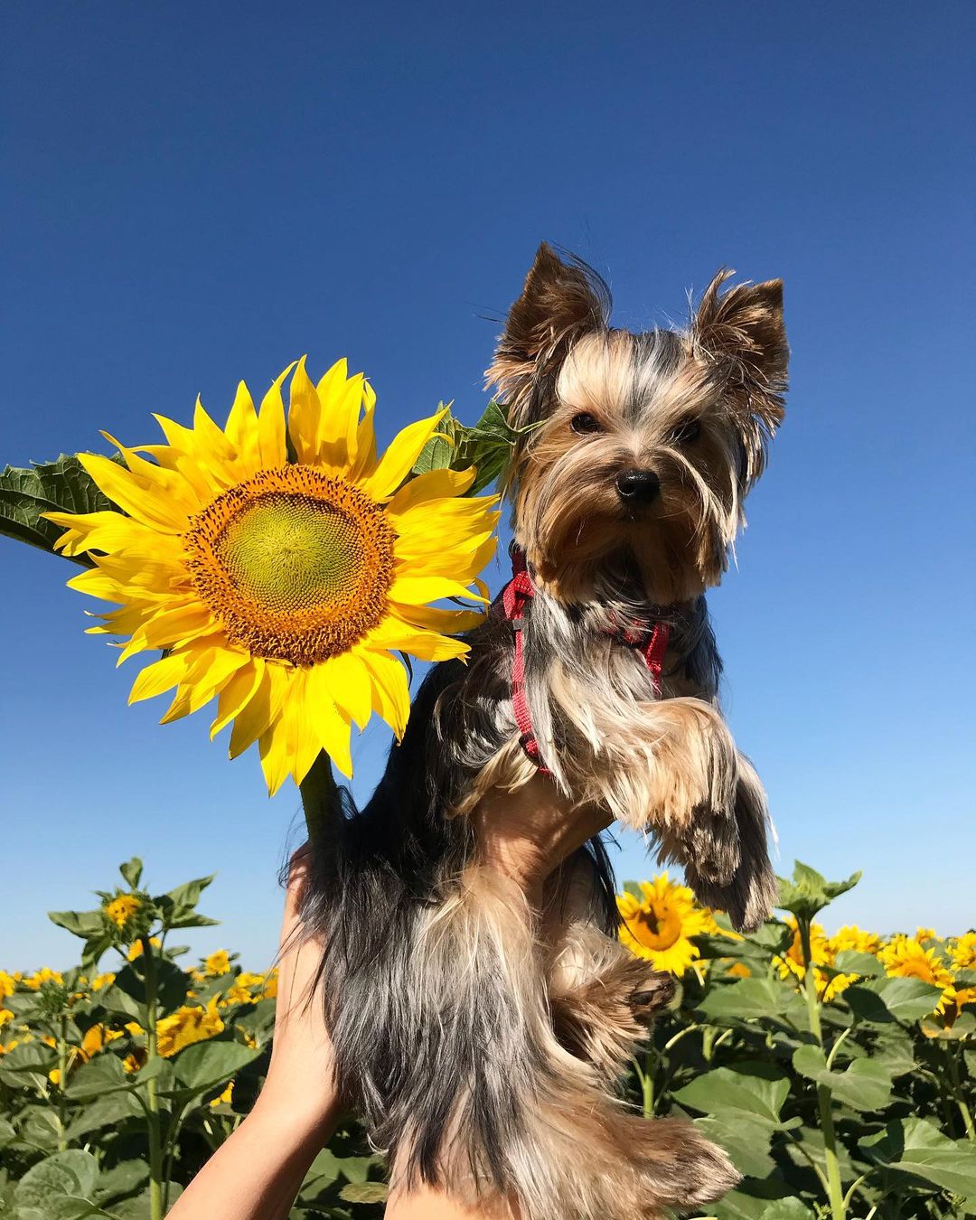 16 Amazing Facts About Yorkshire Terriers You Probably Never Knew 5