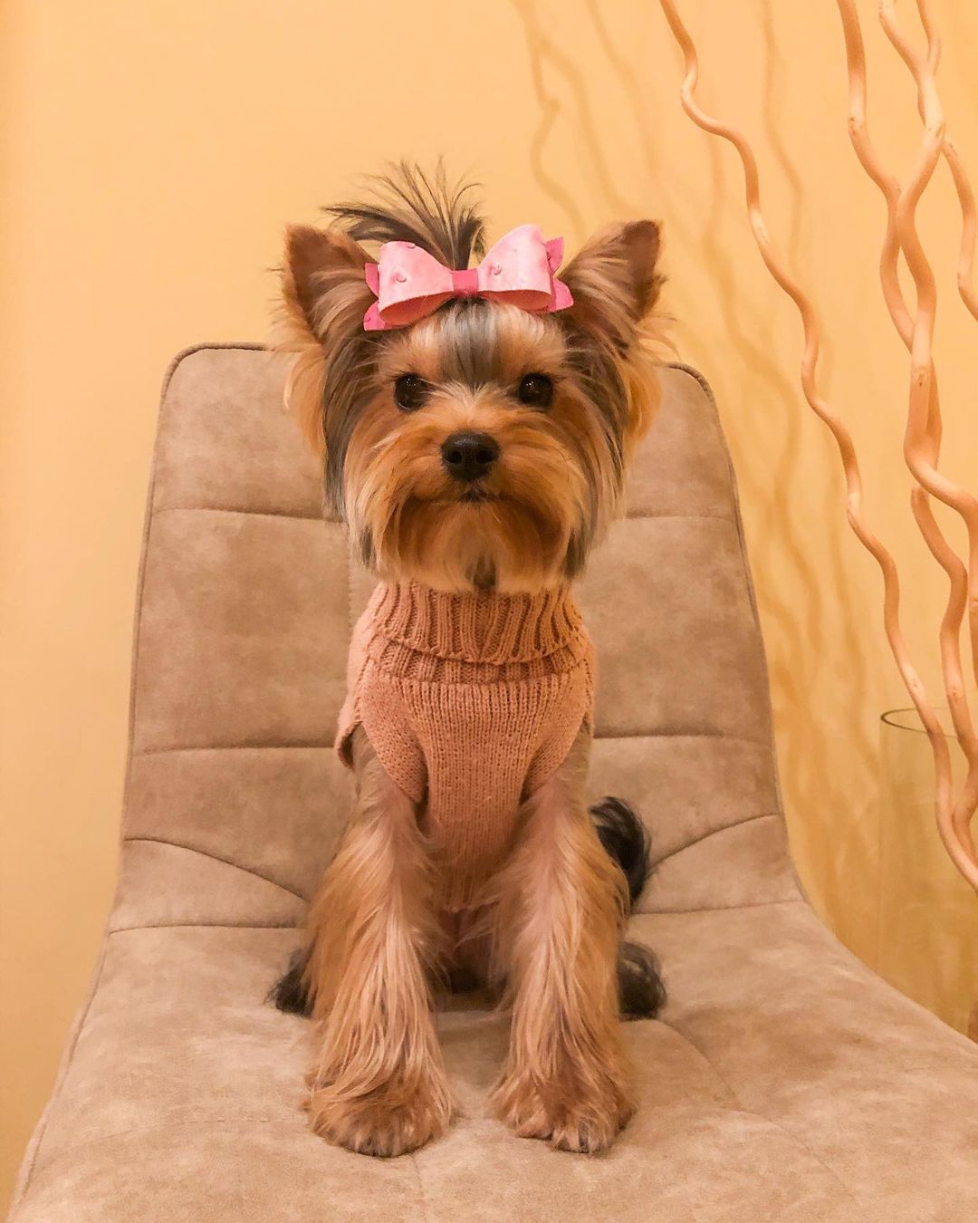 16 Cool Facts About Yorkshire Terriers 11 16 Cool Facts About Yorkshire Terriers 11