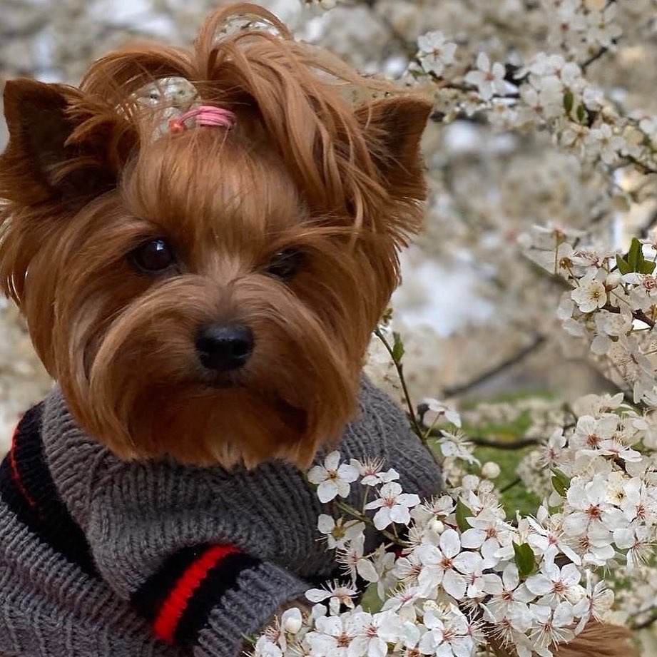 16 Cool Facts About Yorkshire Terriers 10 16 Cool Facts About Yorkshire Terriers 10