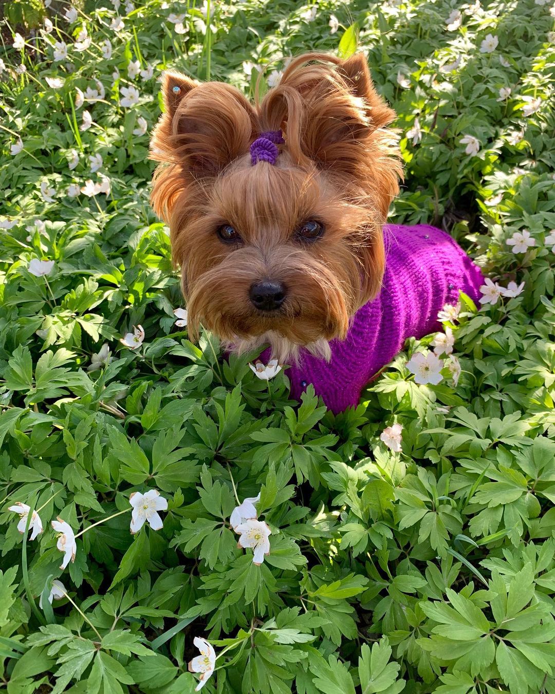 16 Cool Facts About Yorkshire Terriers 9 16 Cool Facts About Yorkshire Terriers 9