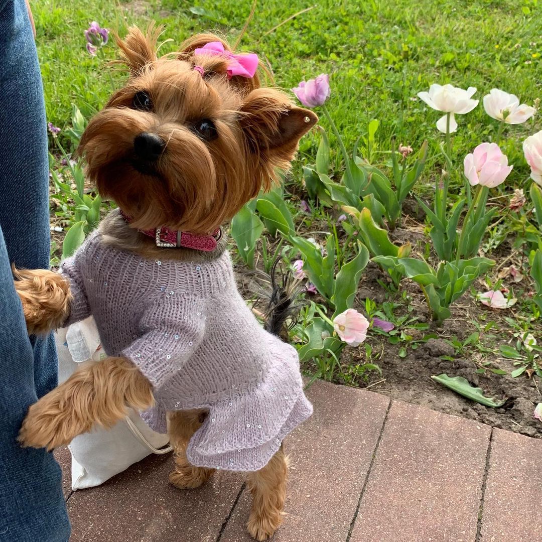 16 Cool Facts About Yorkshire Terriers 11