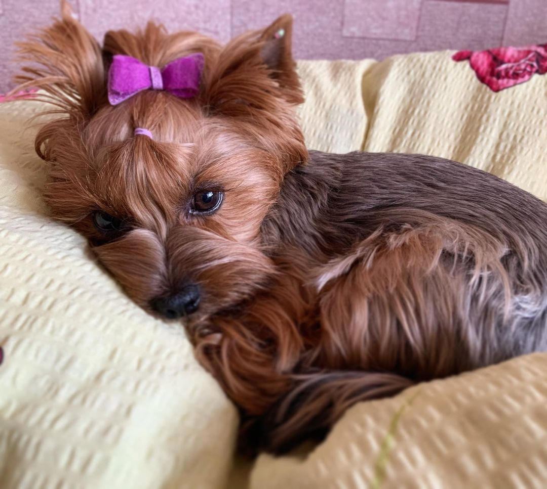 16 Cool Facts About Yorkshire Terriers 10