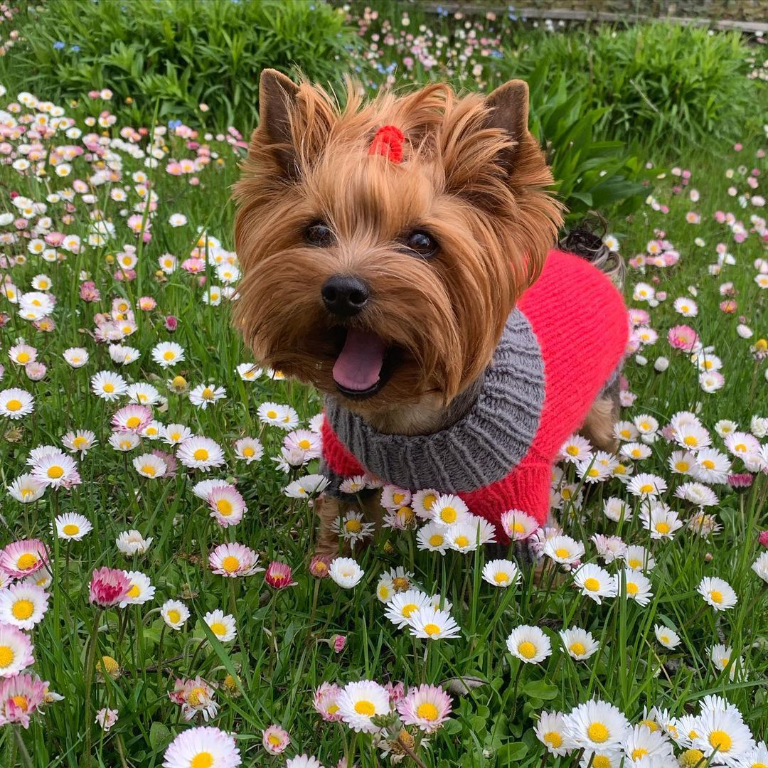 16 Cool Facts About Yorkshire Terriers 9
