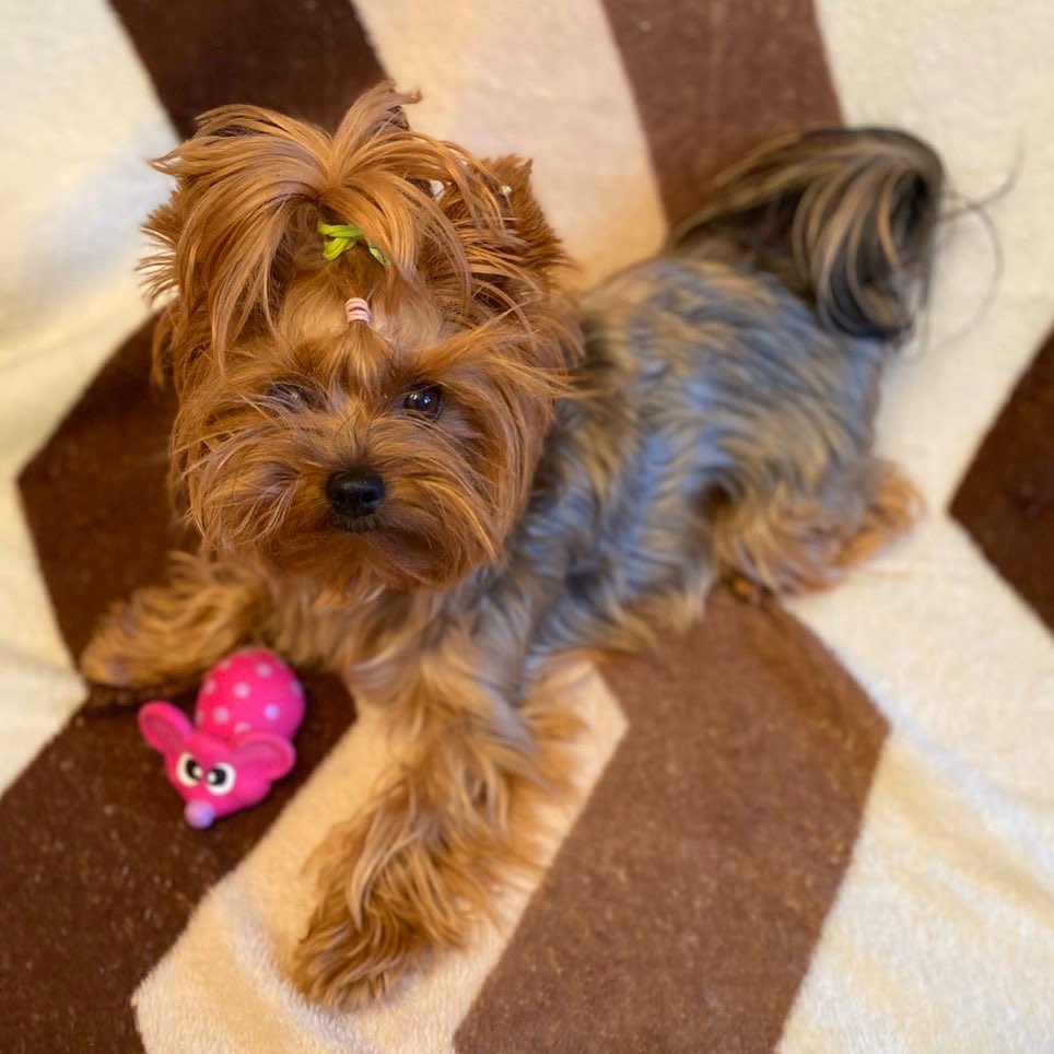 16 Cool Facts About Yorkshire Terriers 11