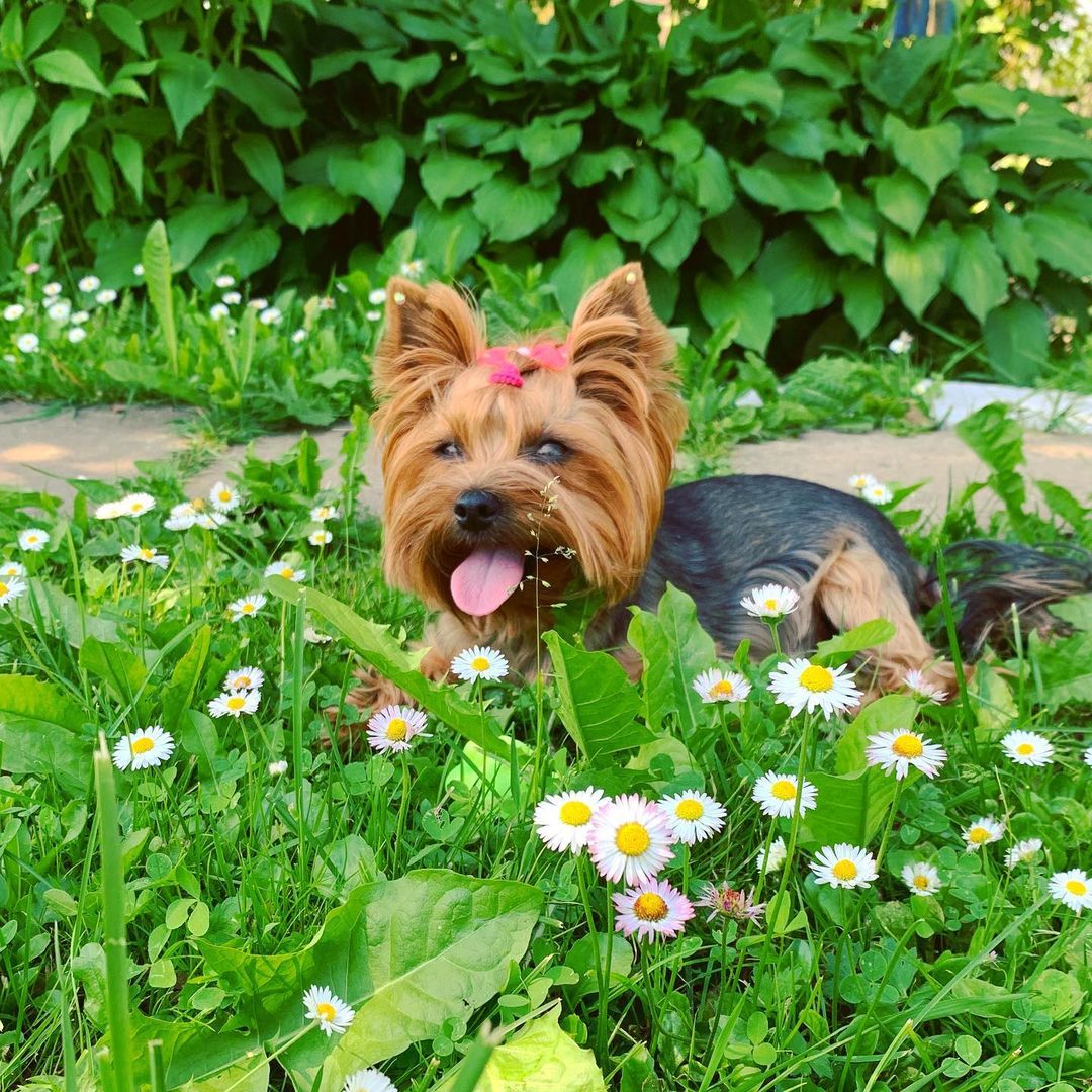 16 Cool Facts About Yorkshire Terriers 10