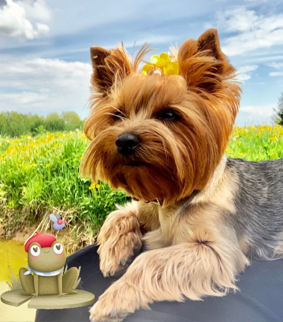 16 Cool Facts About Yorkshire Terriers 9