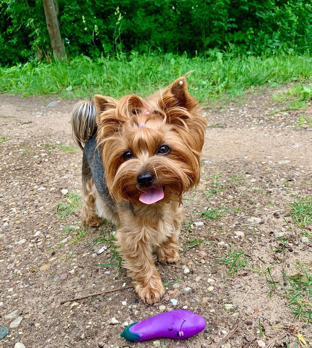 16 Cool Facts About Yorkshire Terriers 11