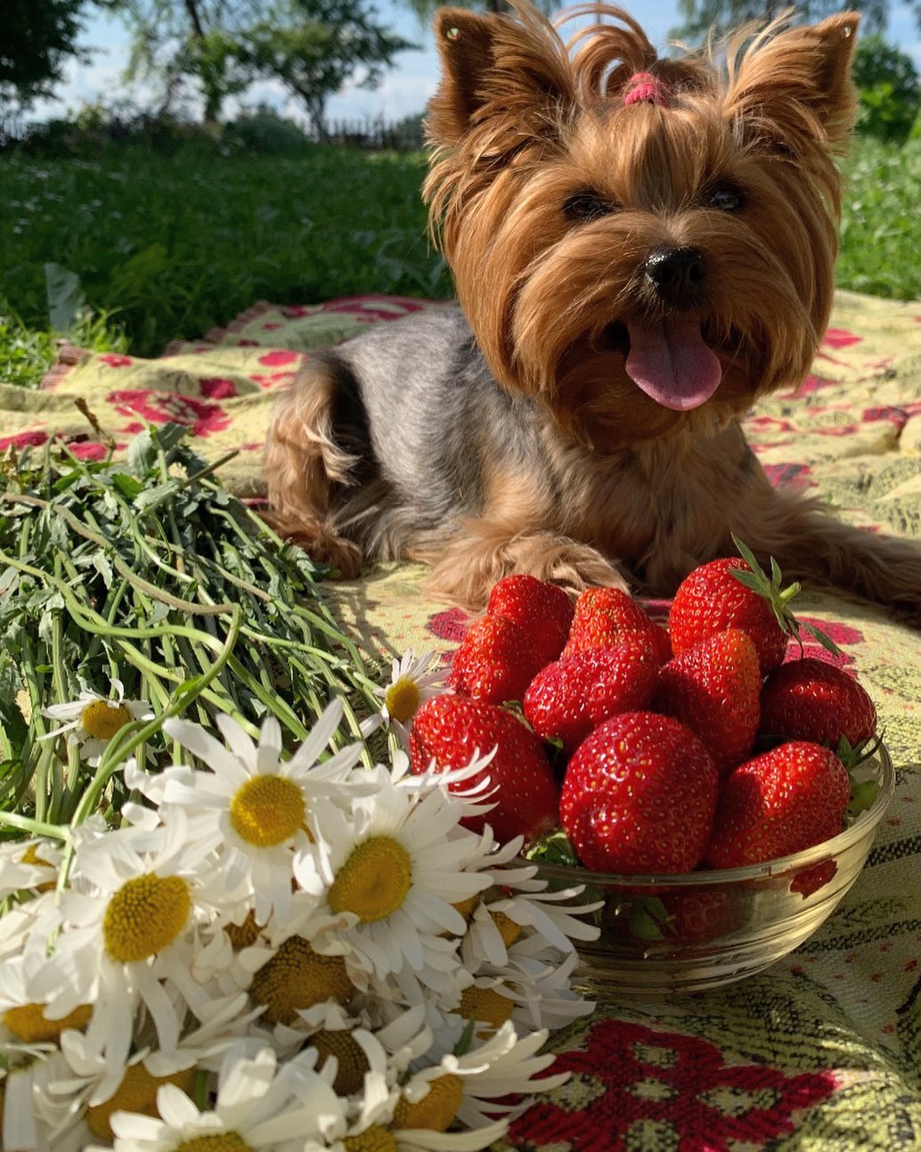 16 Cool Facts About Yorkshire Terriers 10