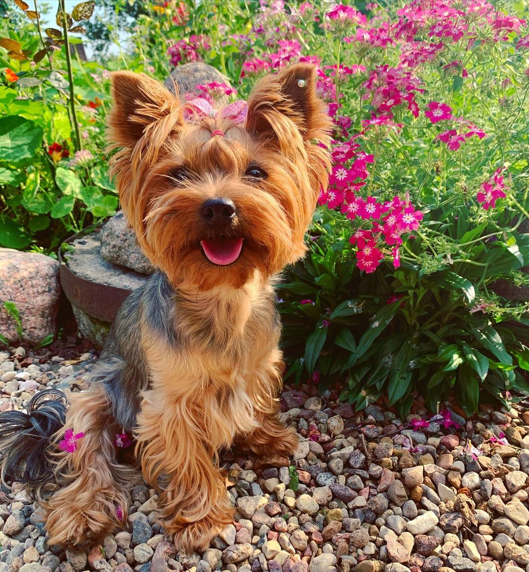 16 Cool Facts About Yorkshire Terriers 9