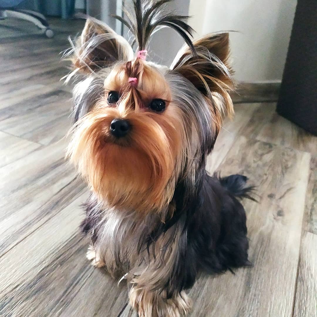 15 Interesting Facts About Yorkshire Terriers 9