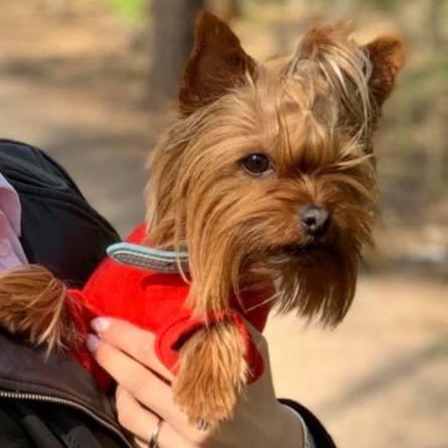 15 Interesting Facts About Yorkshire Terriers 11