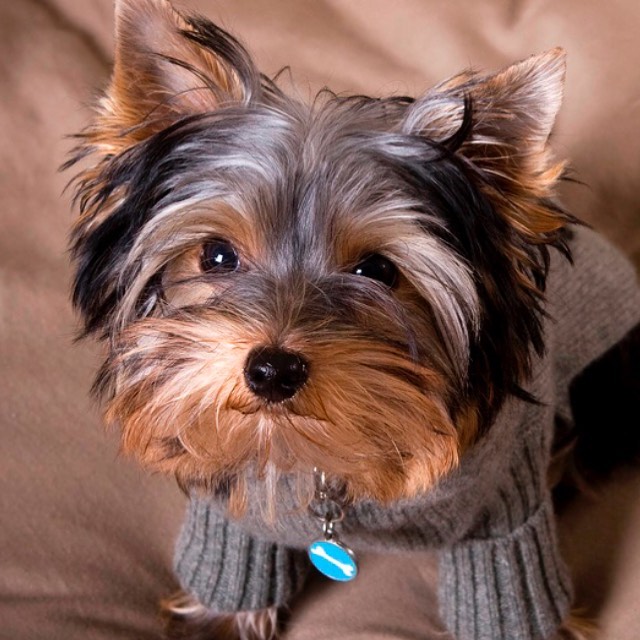 15 Interesting Facts About Yorkshire Terriers 11 15 Interesting Facts About Yorkshire Terriers 11