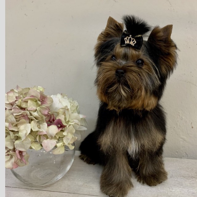 15 Interesting Facts About Yorkshire Terriers 9 15 Interesting Facts About Yorkshire Terriers 9