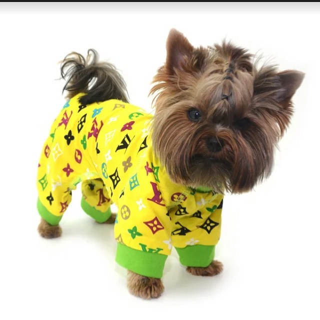 15 Interesting Facts About Yorkshire Terriers 10 15 Interesting Facts About Yorkshire Terriers 10