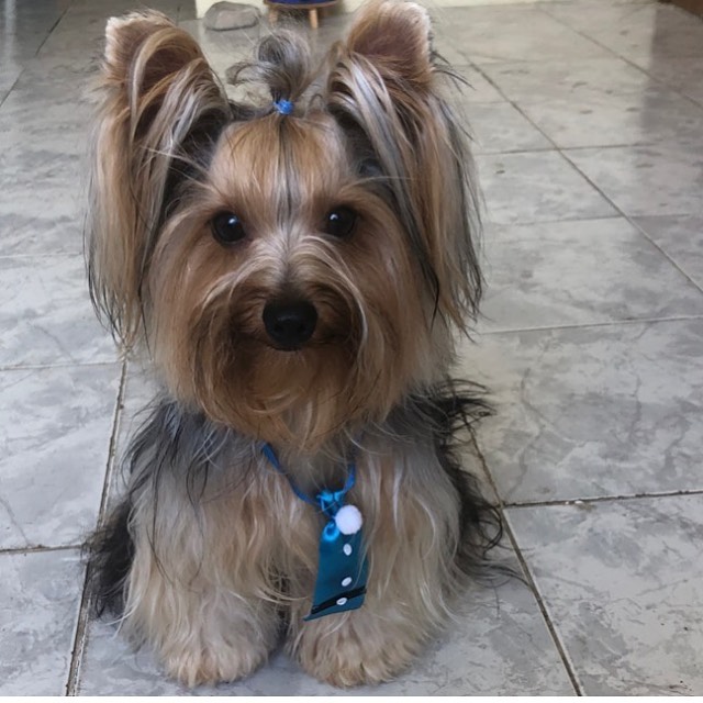 15 Interesting Facts About Yorkshire Terriers 11 15 Interesting Facts About Yorkshire Terriers 11