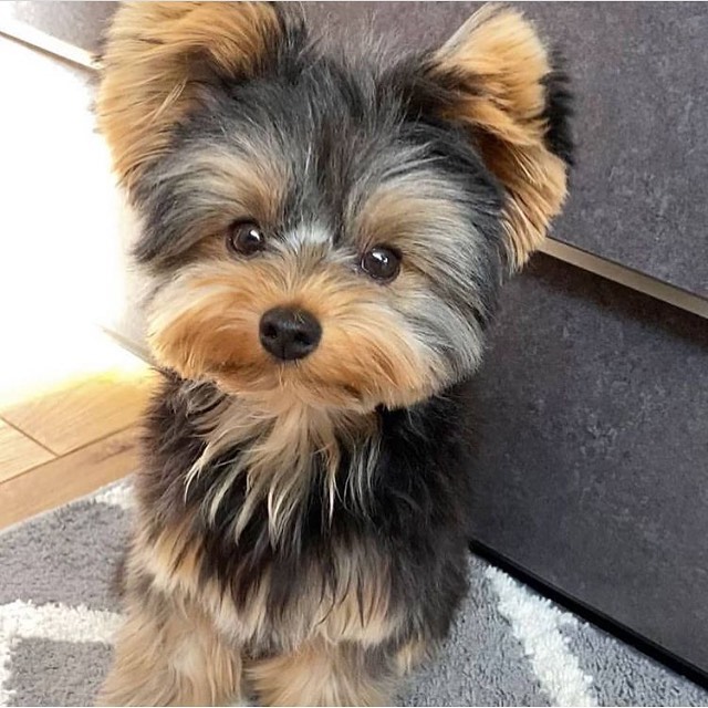 15 Interesting Facts About Yorkshire Terriers 8 15 Interesting Facts About Yorkshire Terriers 8