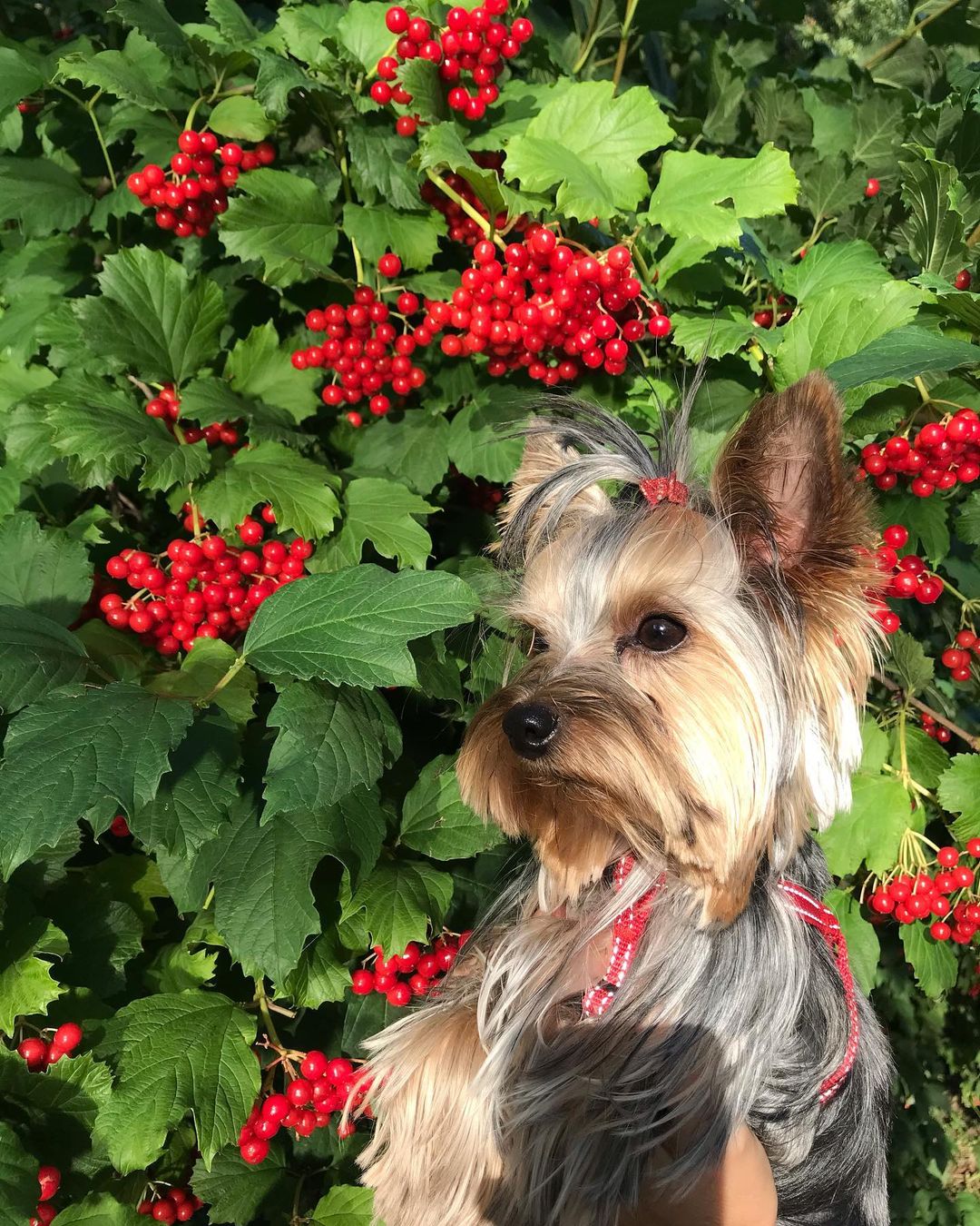 16 Amazing Facts About Yorkshire Terriers You Probably Never Knew 10 16 Amazing Facts About Yorkshire Terriers You Probably Never Knew 10