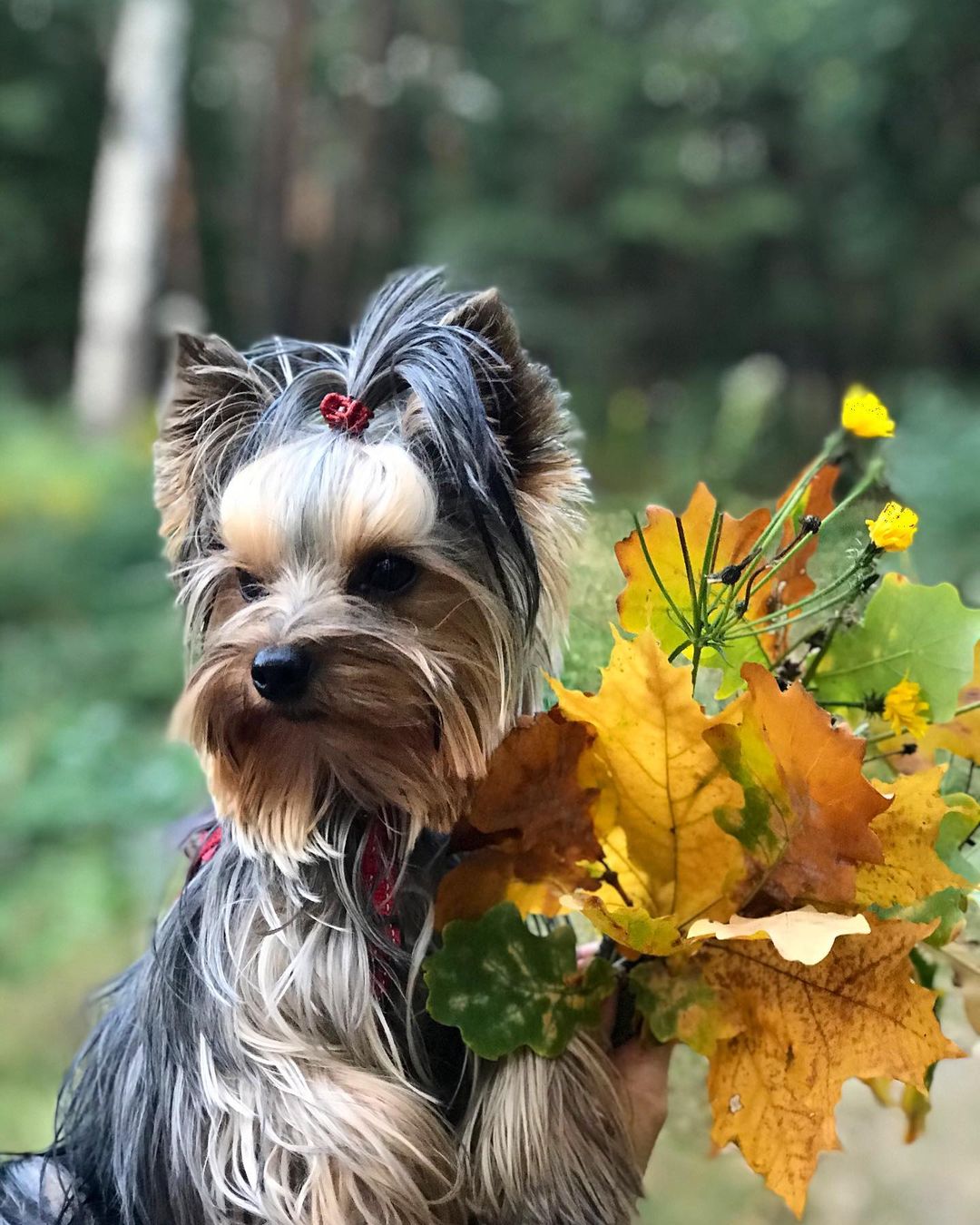 16 Amazing Facts About Yorkshire Terriers You Probably Never Knew 9 16 Amazing Facts About Yorkshire Terriers You Probably Never Knew 9