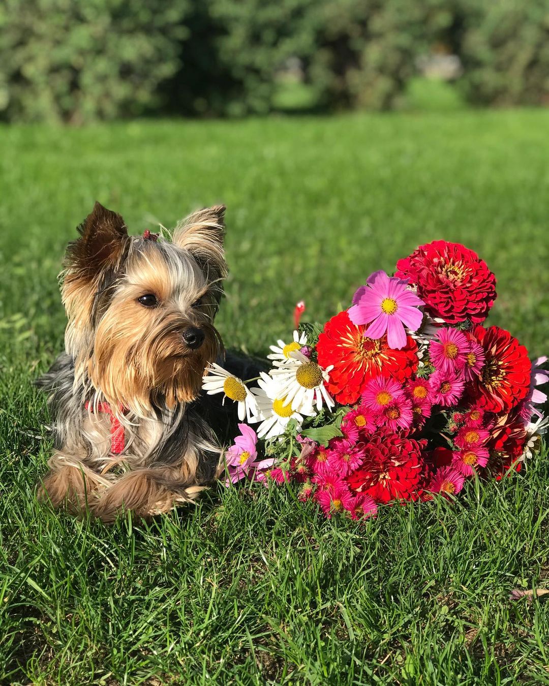 16 Amazing Facts About Yorkshire Terriers You Probably Never Knew 11 16 Amazing Facts About Yorkshire Terriers You Probably Never Knew 11