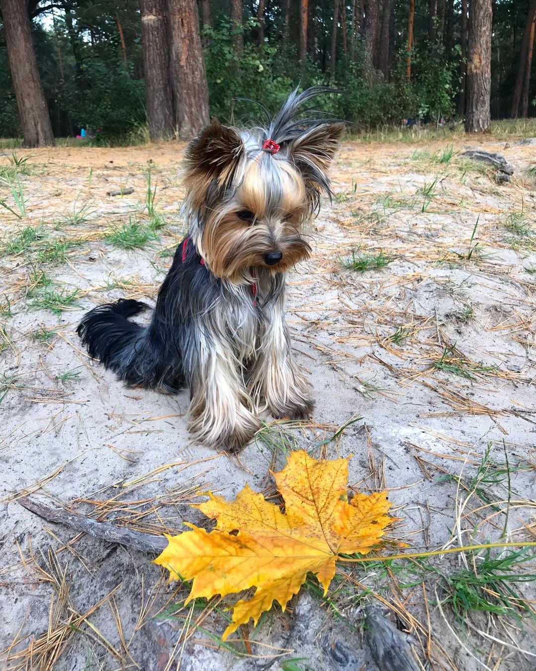 16 Amazing Facts About Yorkshire Terriers You Probably Never Knew 10 16 Amazing Facts About Yorkshire Terriers You Probably Never Knew 10