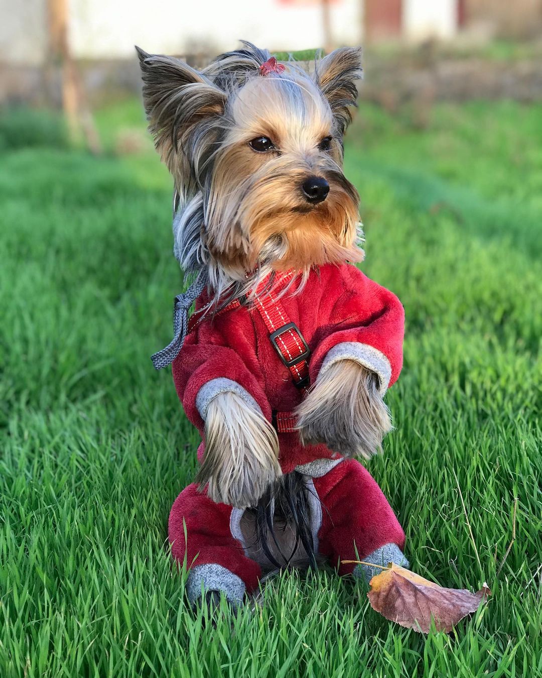 16 Amazing Facts About Yorkshire Terriers You Probably Never Knew 9 16 Amazing Facts About Yorkshire Terriers You Probably Never Knew 9