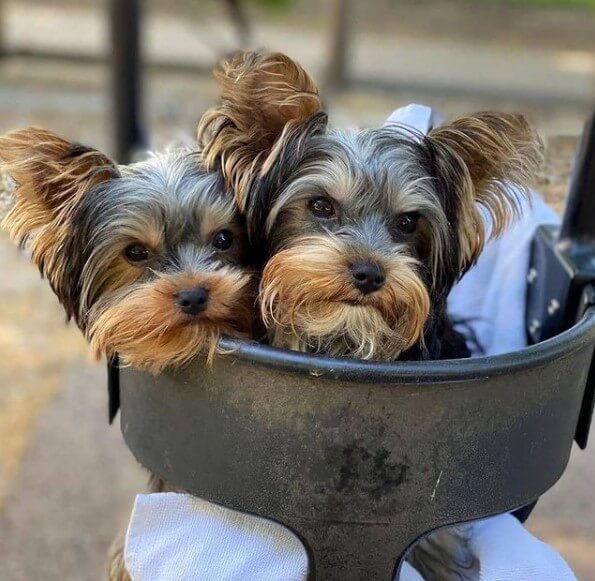 Yorkshire Terriers: Adorable Popular Pets 23
