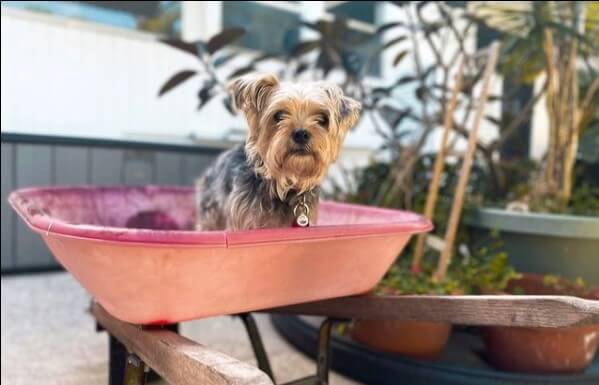 Yorkshire Terriers: Adorable Popular Pets 32