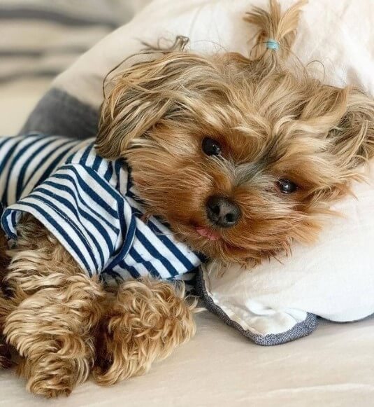 Yorkshire Terriers: Adorable Popular Pets 24