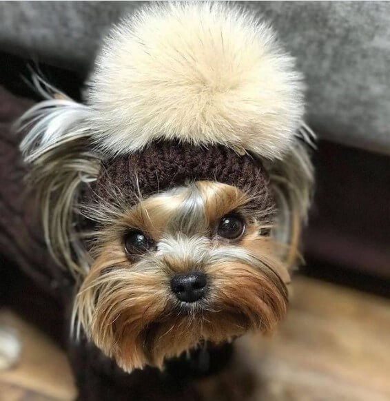 Yorkshire Terriers: Adorable Popular Pets 26