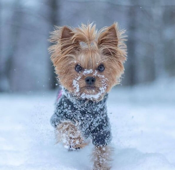 Yorkshire Terriers: Adorable Popular Pets 27