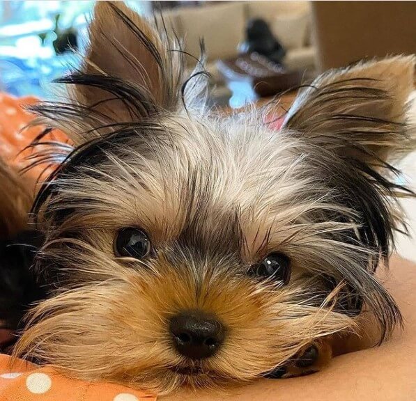 Yorkshire Terriers: Adorable Popular Pets 25