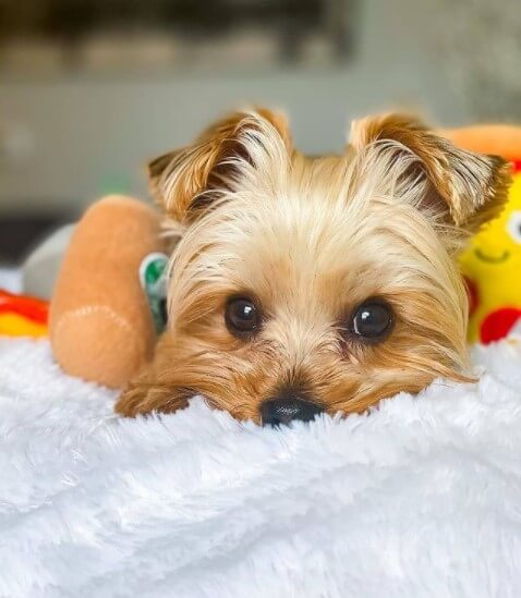 Yorkshire Terriers: Adorable Popular Pets 31
