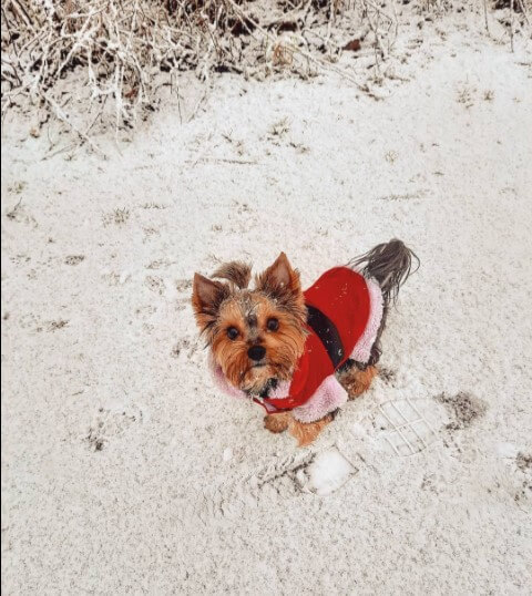 Yorkshire Terriers: Adorable Popular Pets 30