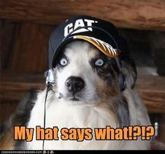 15 Funny Australian Shepherd Memes To Make Your Day 9