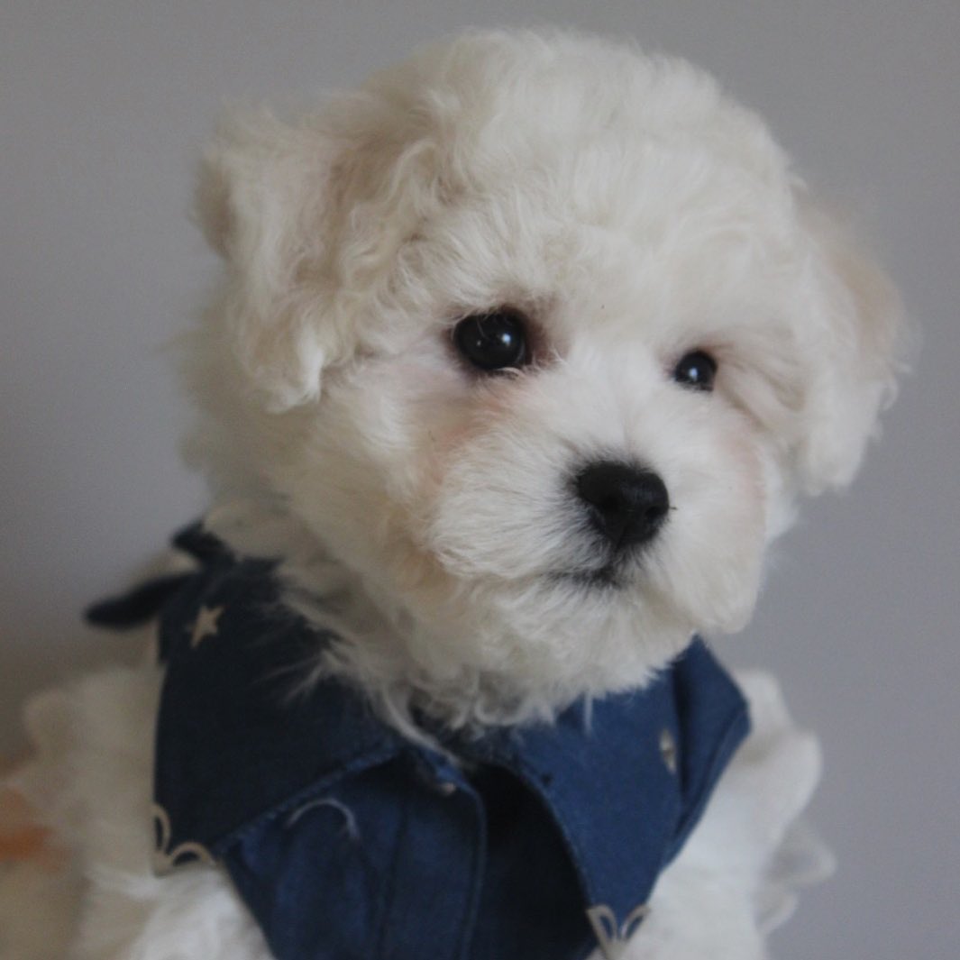 16 Amazing Facts About Bichons Frises You Probably Never Knew 10