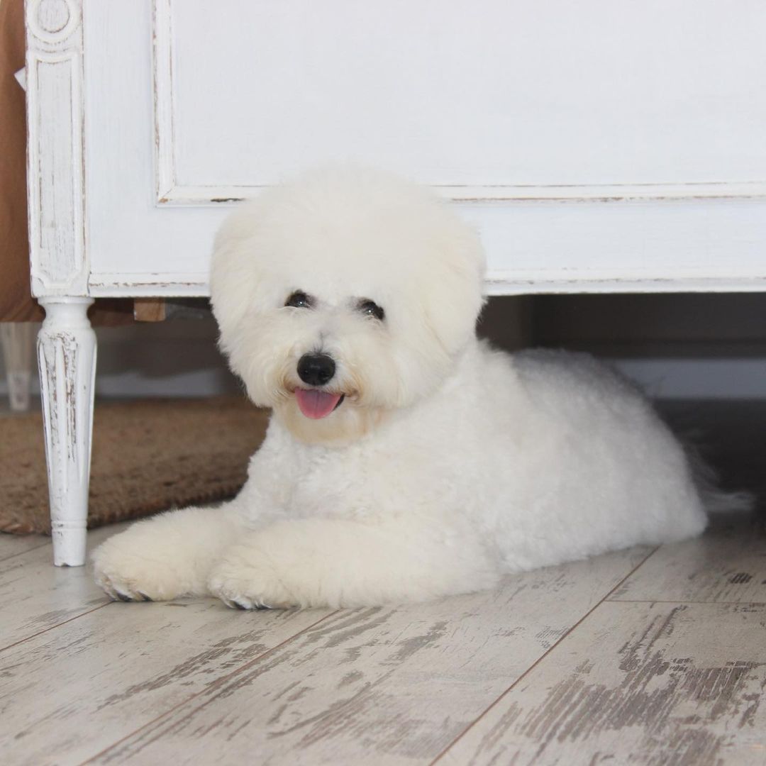 15 Cool Facts About Bichons Frises 9