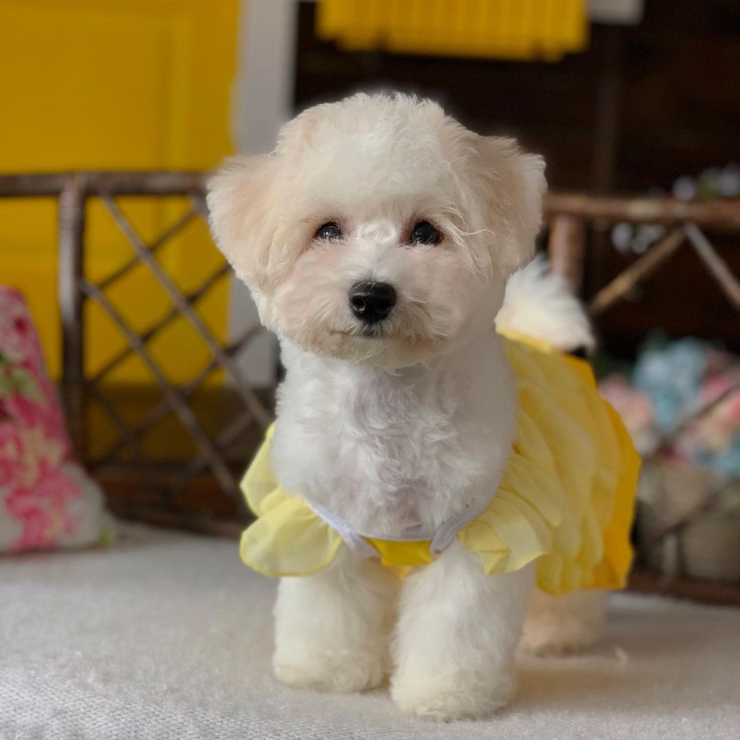 16 Amazing Facts About Bichons Frises You Probably Never Knew 9