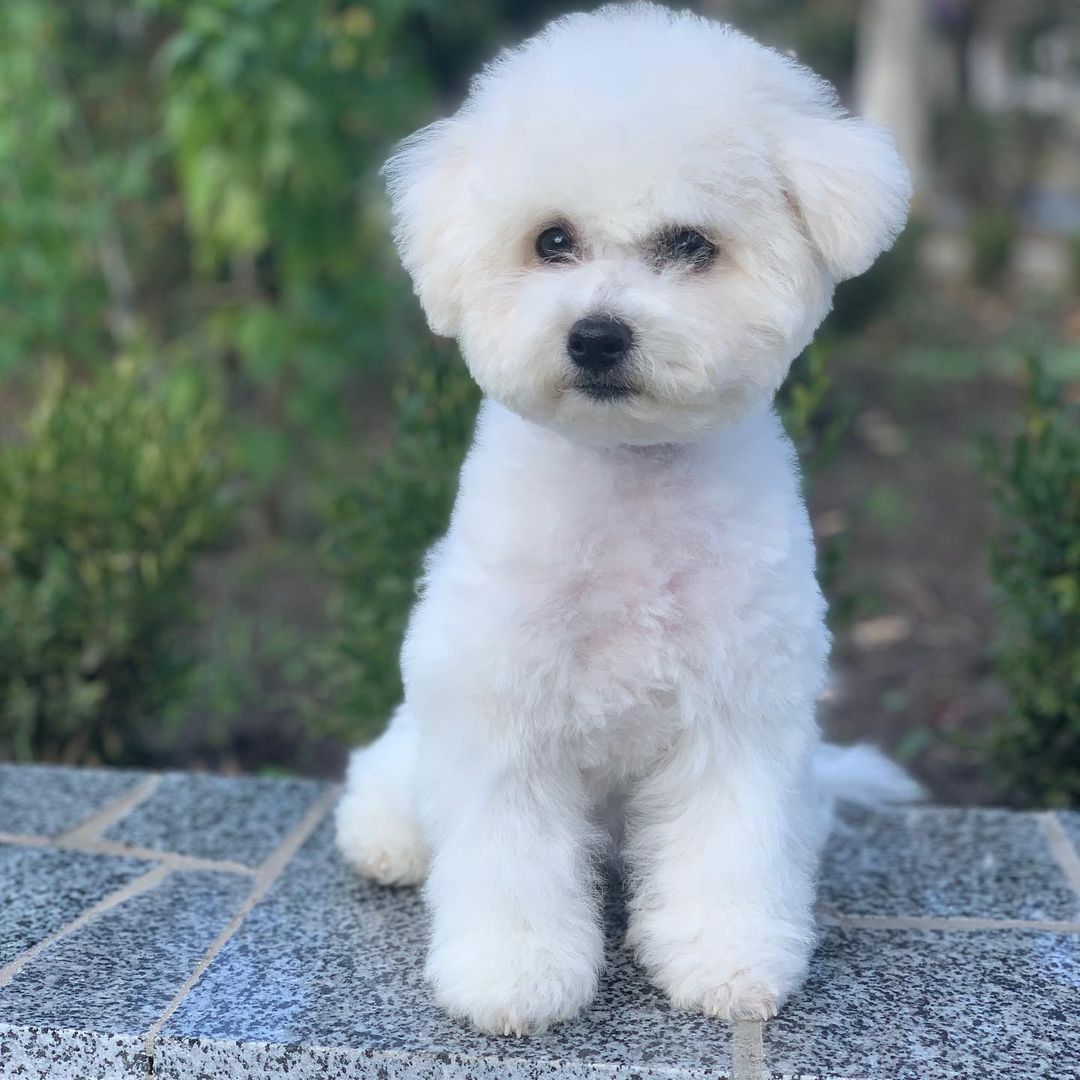 15 Cool Facts About Bichons Frises 10