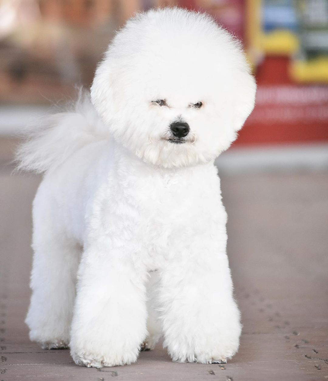 16 Amazing Facts About Bichons Frises You Probably Never Knew 11