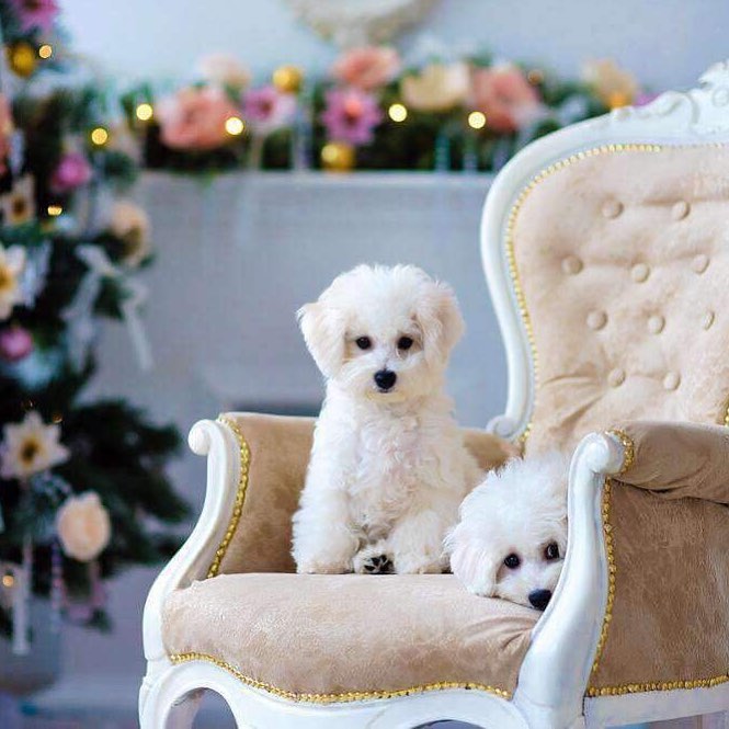 15 Cool Facts About Bichons Frises 11