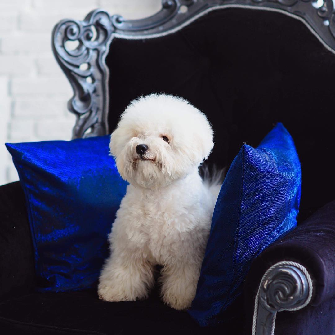 15 Cool Facts About Bichons Frises 9