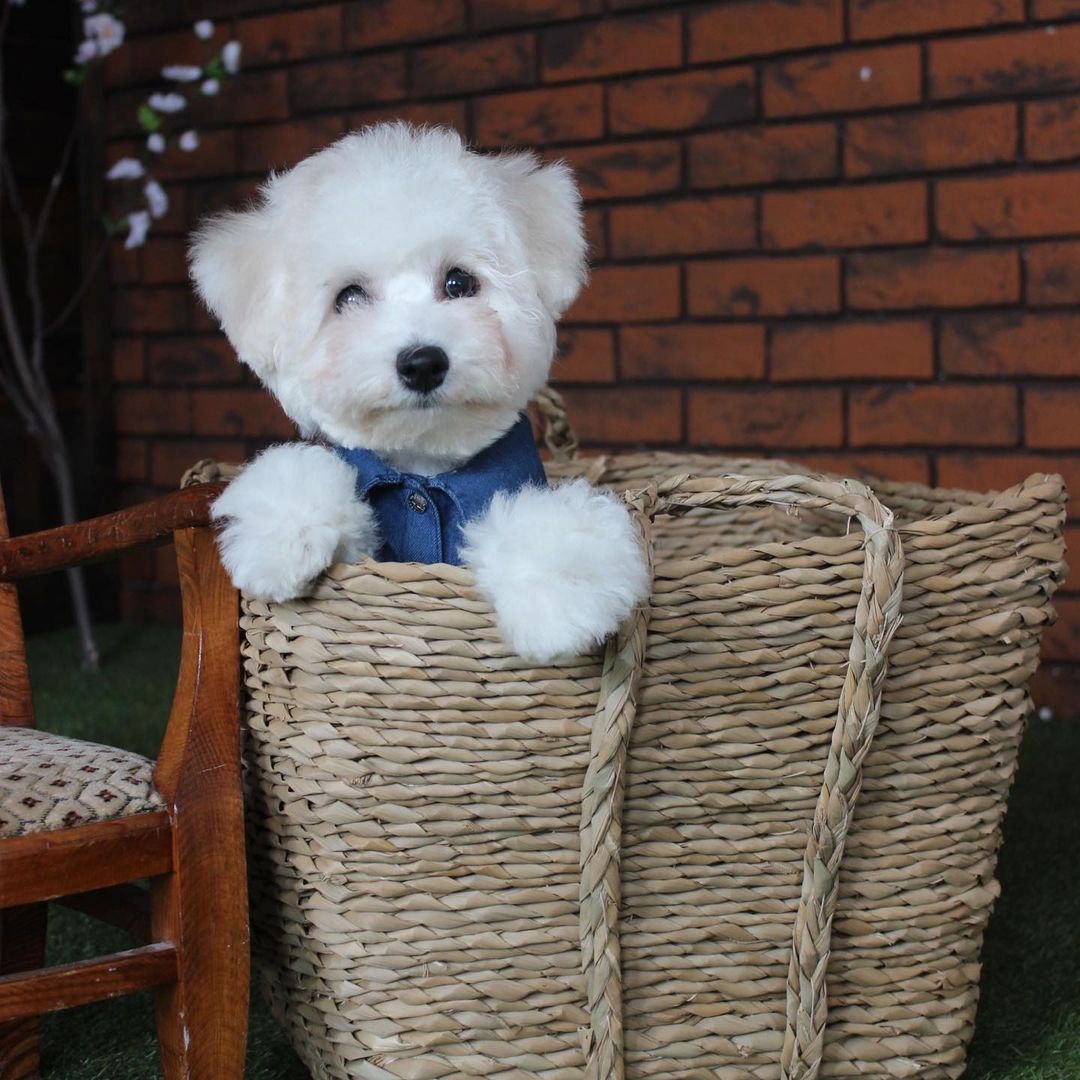 16 Amazing Facts About Bichons Frises You Probably Never Knew 10
