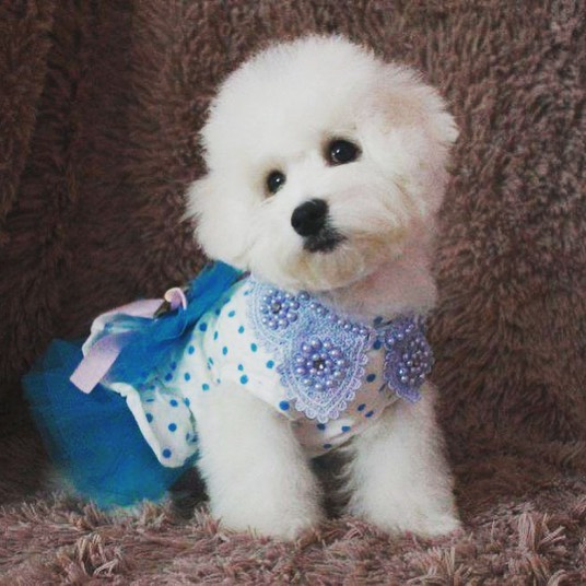16 Amazing Facts About Bichons Frises You Probably Never Knew 11