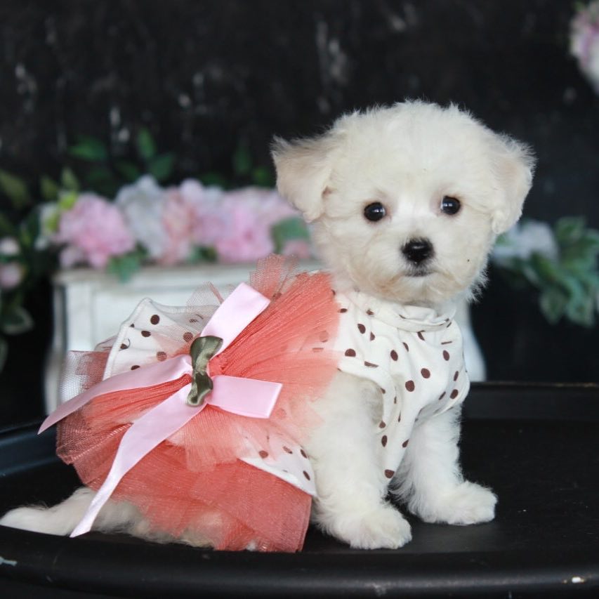 15 Cool Facts About Bichons Frises 11