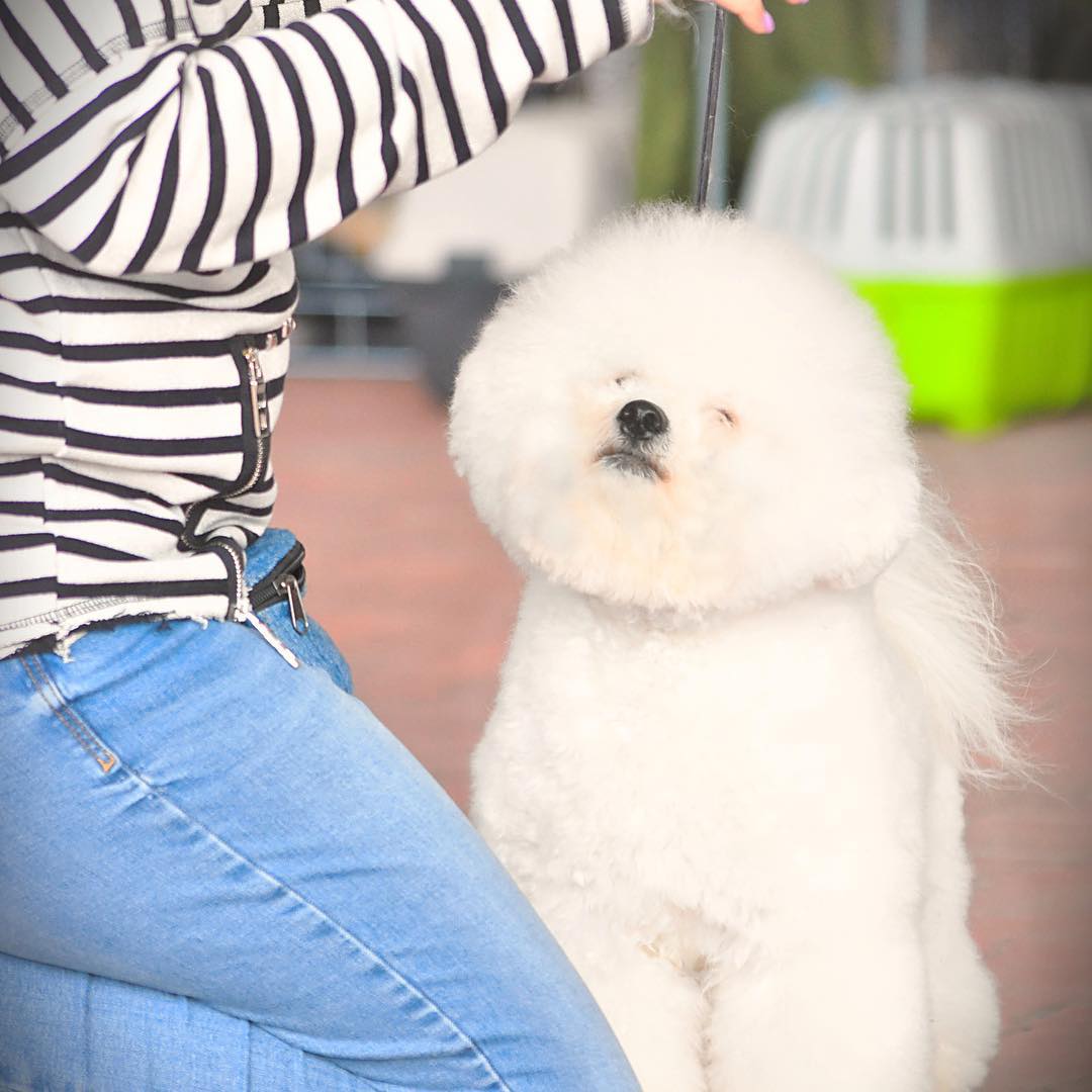 15 Cool Facts About Bichons Frises 9