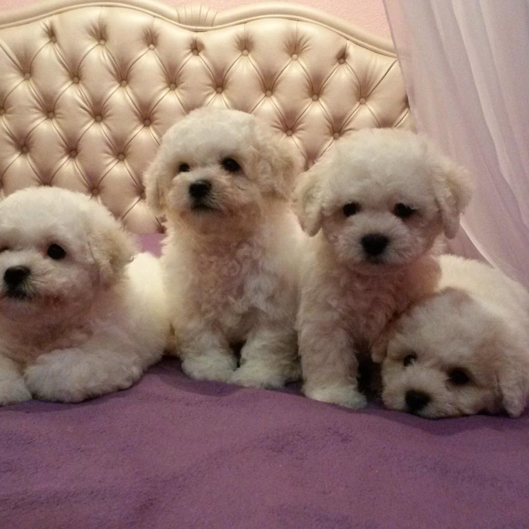 15 Cool Facts About Bichons Frises 10