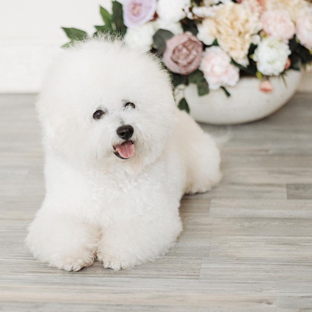 15 Cool Facts About Bichons Frises 11