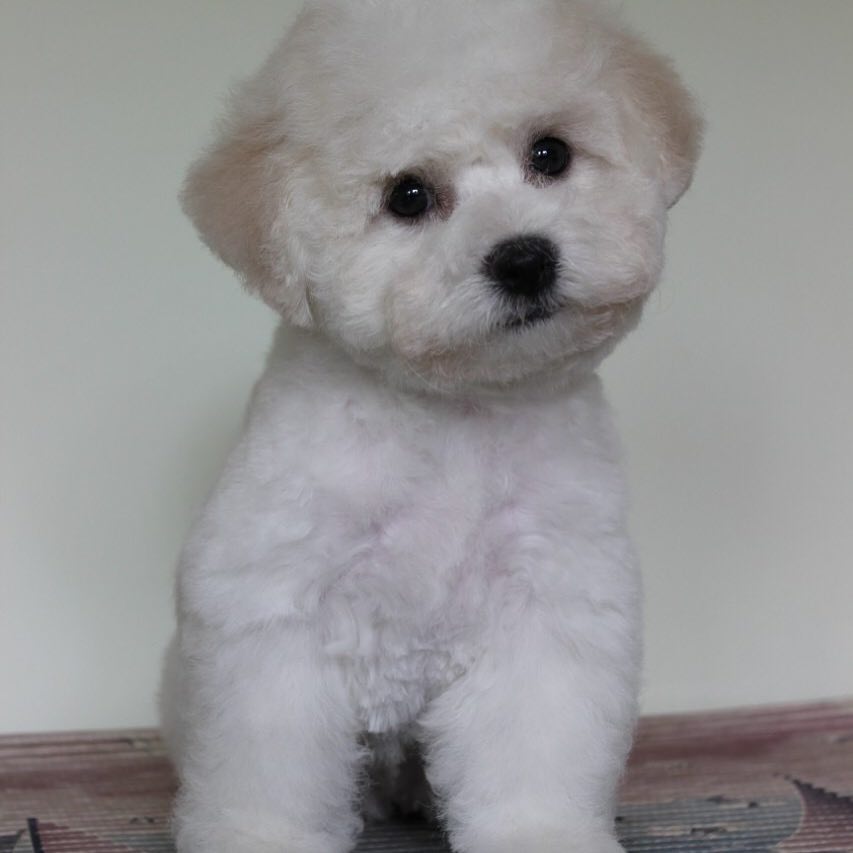 15 Cool Facts About Bichons Frises 9