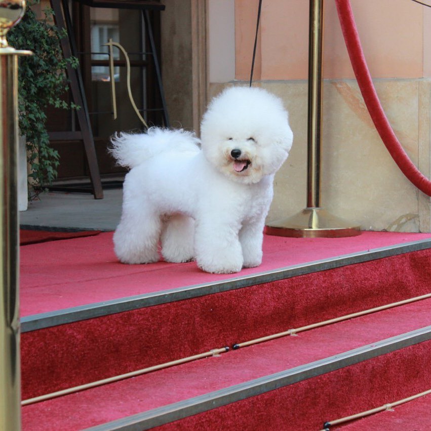 16 Amazing Facts About Bichons Frises You Probably Never Knew 10