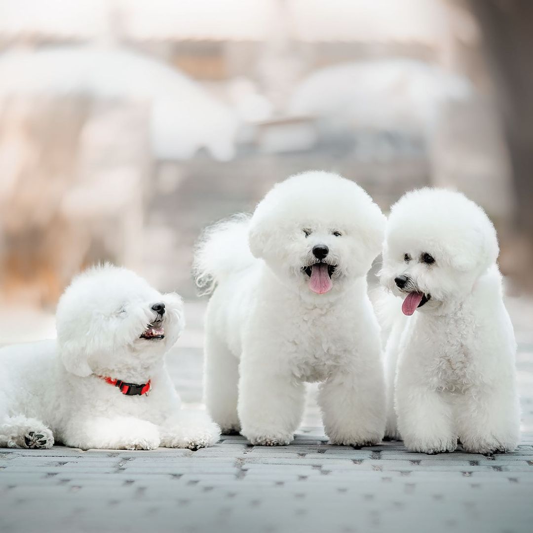 16 Amazing Facts About Bichons Frises You Probably Never Knew 9